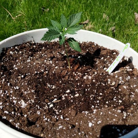 Gelato growlog timeline photo