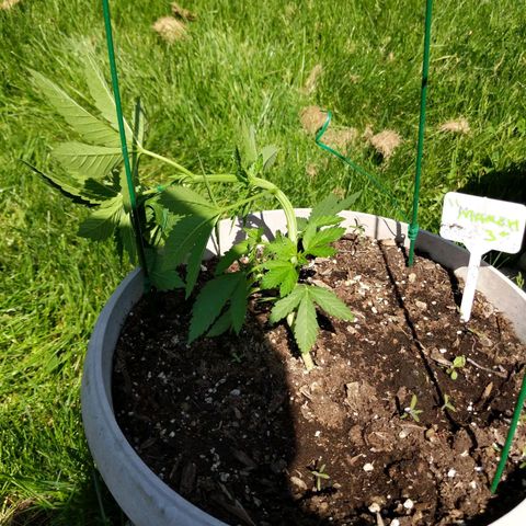 "March 3" growlog timeline photo