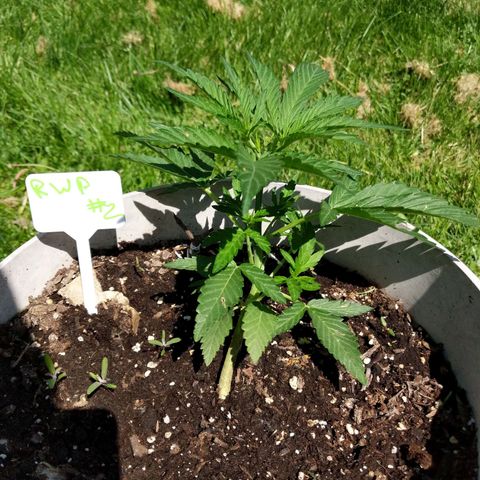 Round white pot 2 growlog timeline photo
