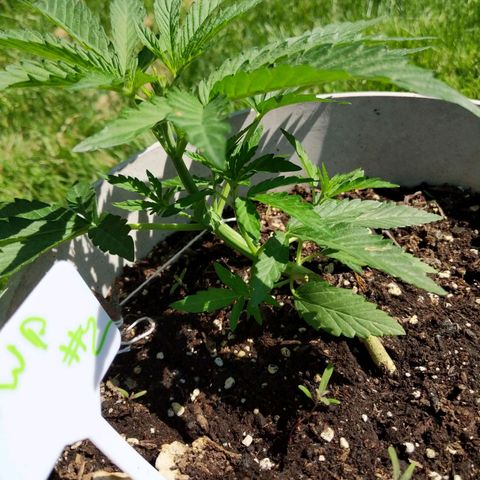 Round white pot 2 growlog timeline photo