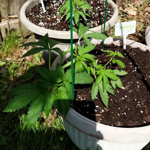 "March 3" growlog timeline photo