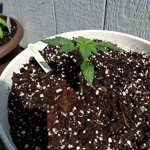 Gelato growlog timeline photo