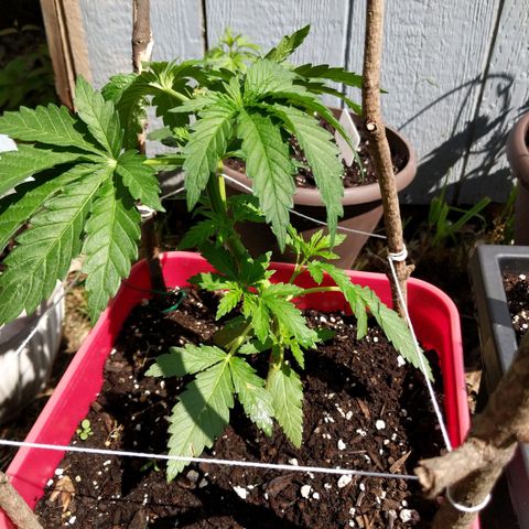 MILK BONE growlog timeline photo