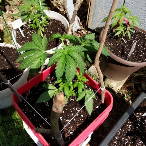 MILK BONE growlog timeline photo
