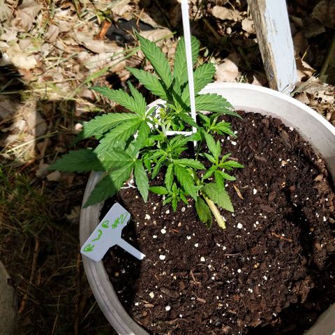 Round white pot 2 growlog timeline photo