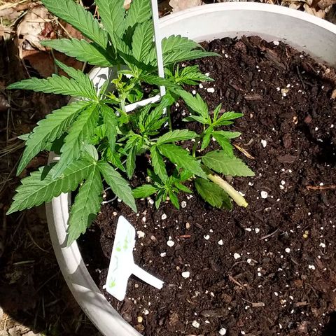 Round white pot 2 growlog timeline photo