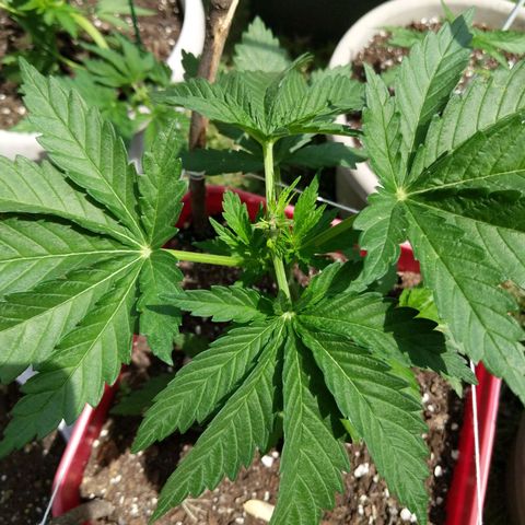 MILK BONE growlog timeline photo