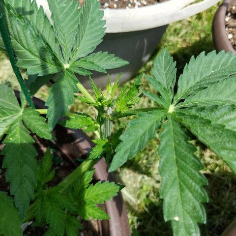 BROWN POT 1 growlog timeline photo