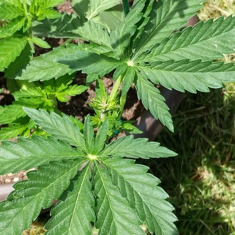 BROWN POT 1 growlog timeline photo