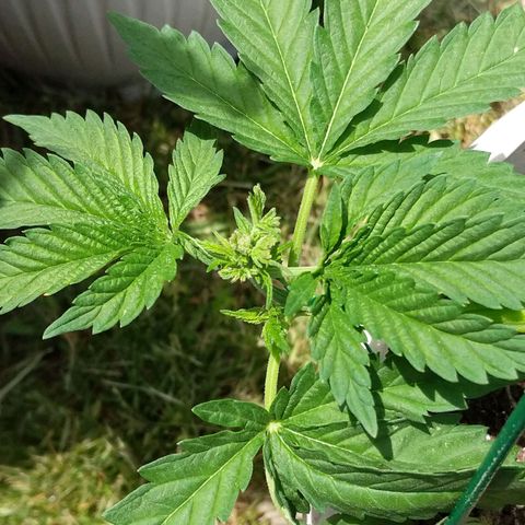 "March 3" growlog timeline photo