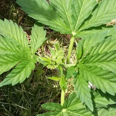 "March 3" growlog timeline photo