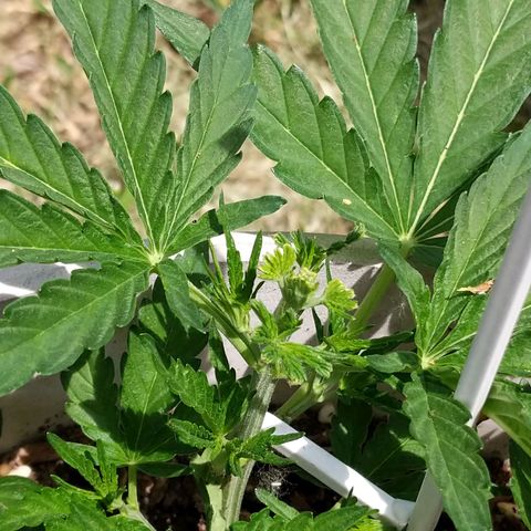 Round white pot 2 growlog timeline photo