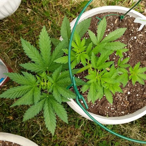 "March 3" growlog timeline photo