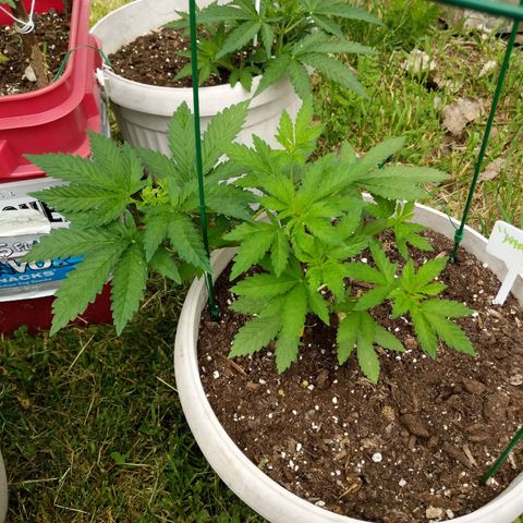 "March 3" growlog timeline photo