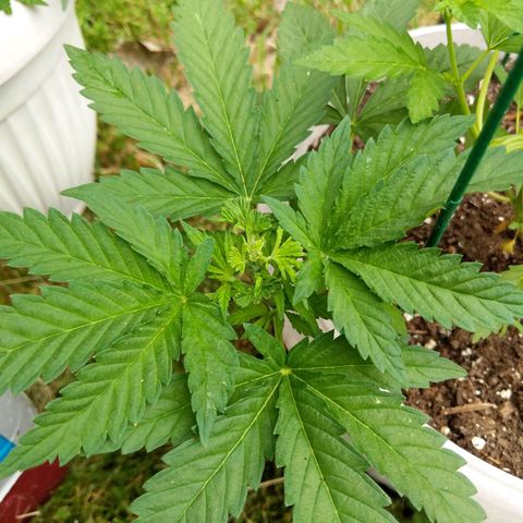 "March 3" growlog timeline photo