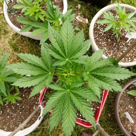 MILK BONE growlog timeline photo