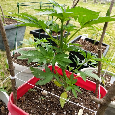 MILK BONE growlog timeline photo