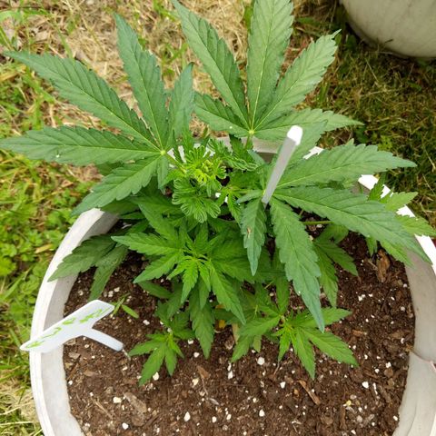Round white pot 2 growlog timeline photo