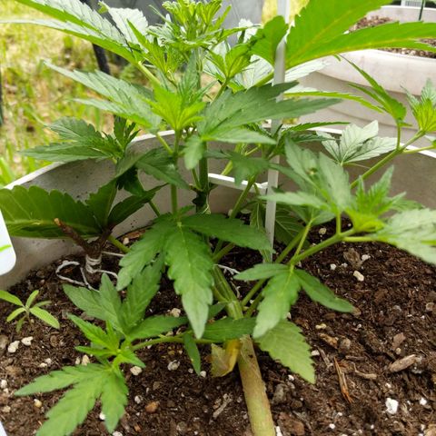 Round white pot 2 growlog timeline photo
