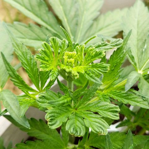 Round white pot 2 growlog timeline photo