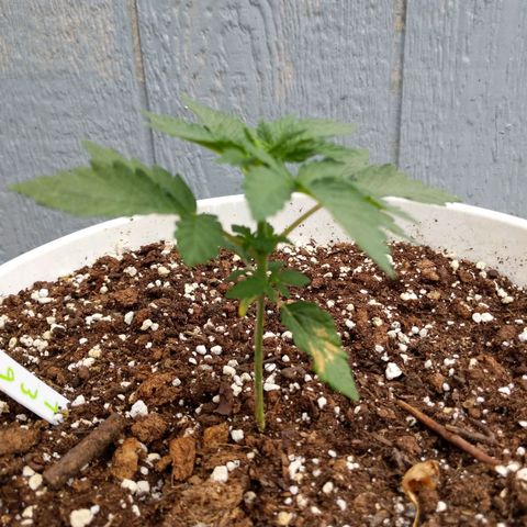 Gelato growlog timeline photo