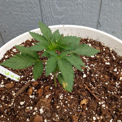 Gelato growlog timeline photo