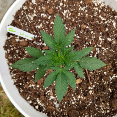 Gelato growlog timeline photo