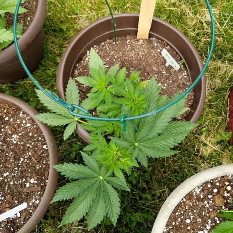 BROWN POT 1 growlog timeline photo