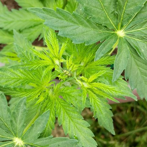 BROWN POT 1 growlog timeline photo