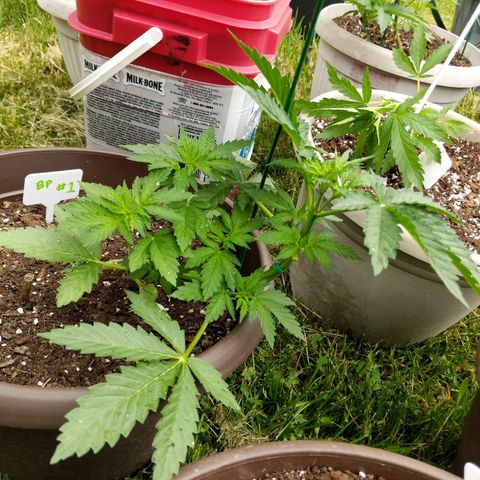 BROWN POT 1 growlog timeline photo