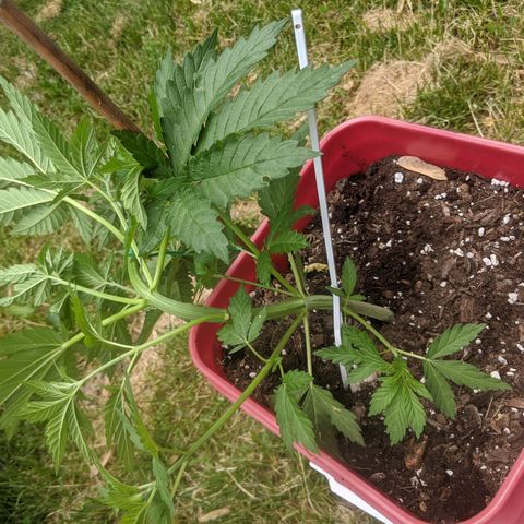 MILK BONE growlog photo: lst