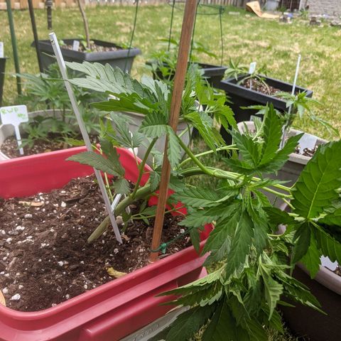 MILK BONE growlog photo: lst