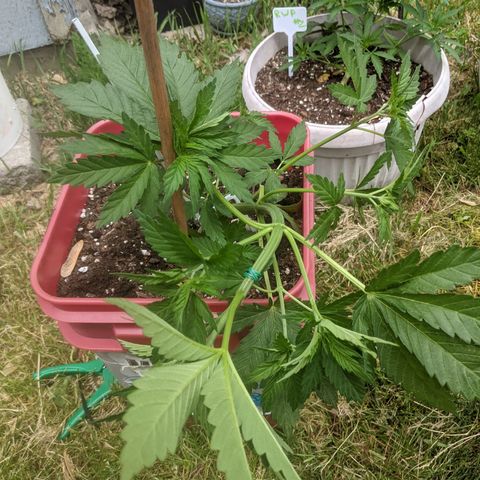 MILK BONE growlog photo: lst