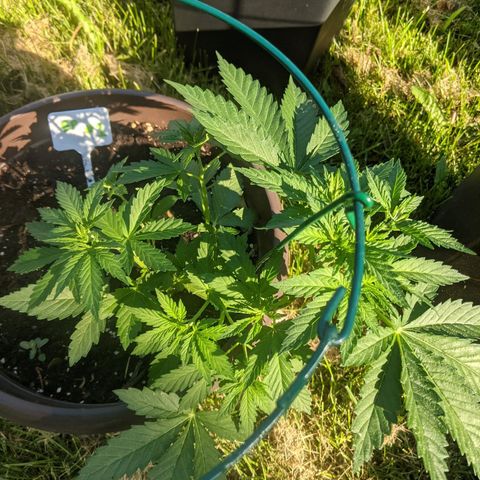 BROWN POT 1 growlog timeline photo