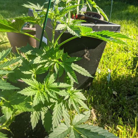BROWN POT 1 growlog timeline photo