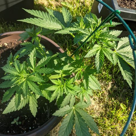 BROWN POT 1 growlog timeline photo