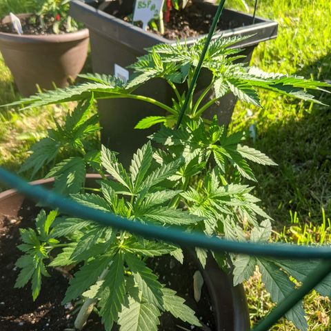 BROWN POT 1 growlog timeline photo