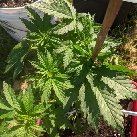 MILK BONE growlog timeline photo