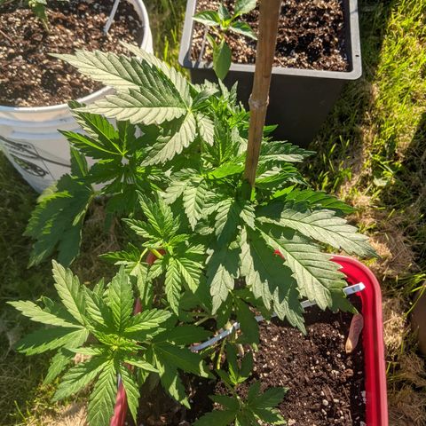 MILK BONE growlog timeline photo