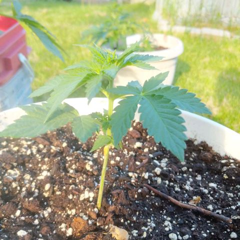 Gelato growlog timeline photo