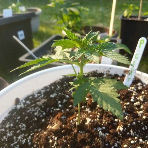 Gelato growlog timeline photo