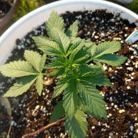 Gelato growlog timeline photo