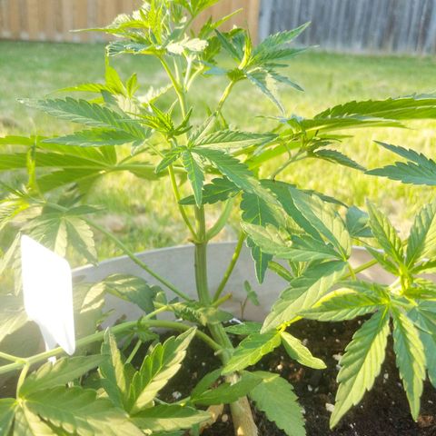 Round white pot 2 growlog timeline photo