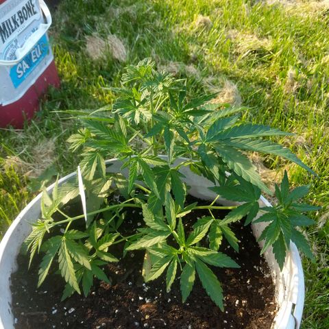 Round white pot 2 growlog timeline photo