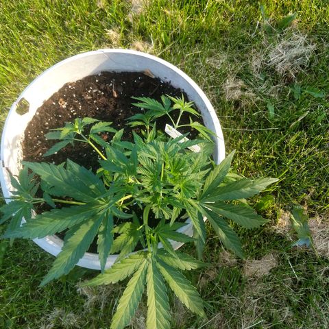 Round white pot 2 growlog timeline photo