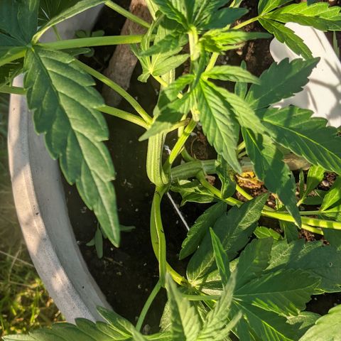 Round white pot 2 growlog timeline photo
