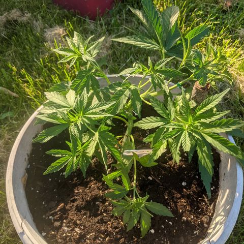 Round white pot 2 growlog timeline photo