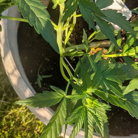 Round white pot 2 growlog timeline photo