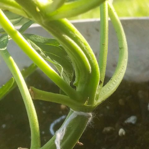 Round white pot 2 growlog photo: LST stem split during twist minor