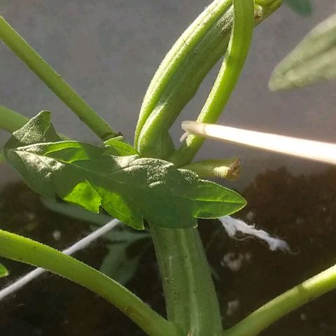 Round white pot 2 growlog photo: LST stem split during twist minor